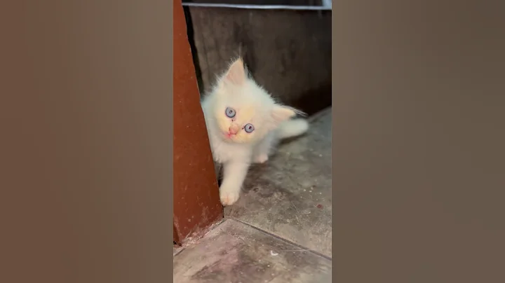 Watch the video about Persian kitten cute funny video 😍 #minivlog #shortvideo #assamtezpur #persiancat #cat #petsvlog