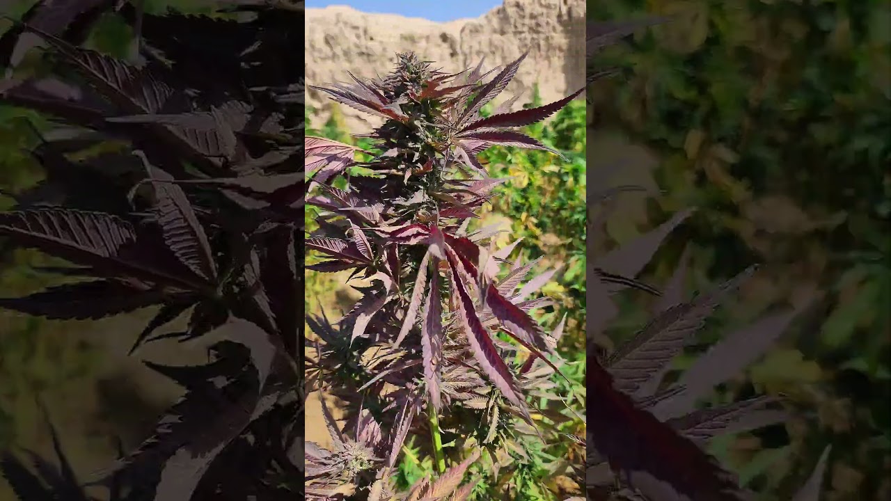 Red ghundak . smells like onion 🌰. 