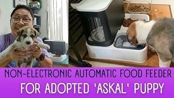 Automatic Dog Feeder | Non-Electronic | For Stray Puppy