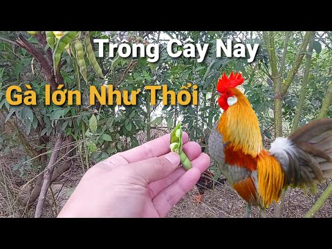 Trồng Cây này Nuôi Gà không cần thuốc Kháng Sinh mà gà khỏe mạnh Lớn Nhanh Như Thổi | Foci