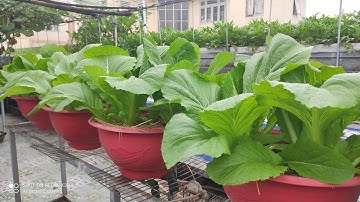 Tuyệt vời cách trồng cải Bẹ Xanh trong chậu vừa đẹp lại có rau ăn  , rau sạch 100% | Khoa Hien 636