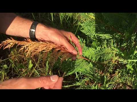 Video: Why Does The Top Of A Cypress Tree Dry?