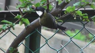 2024/4/2 (T) 6:40 AM: シジュウカラが庭の木の芽を啄んでいた。A great tit was picking at the buds of a tree in my garden.