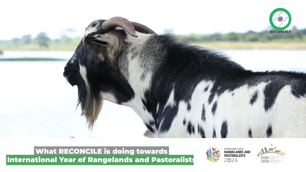 RECONCILE INITIATIVES TOWARDS IYRP 2026