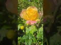 Beautiful Yellow Pink Flower 💐 From Sanjovictorygarden