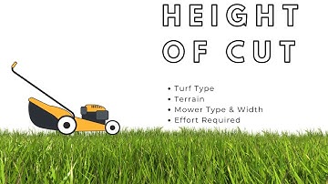At What Height Should I Cut My Lawn?