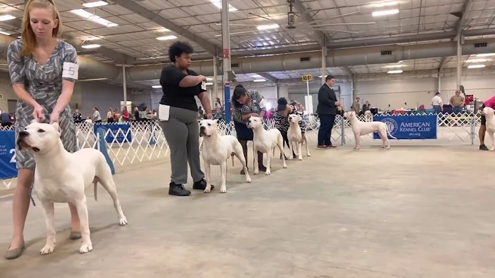Dogo Argentino show