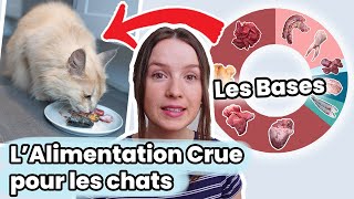 Guide De Lalimentation Crue Pour Chats Ingrédients Ratios Suppléments