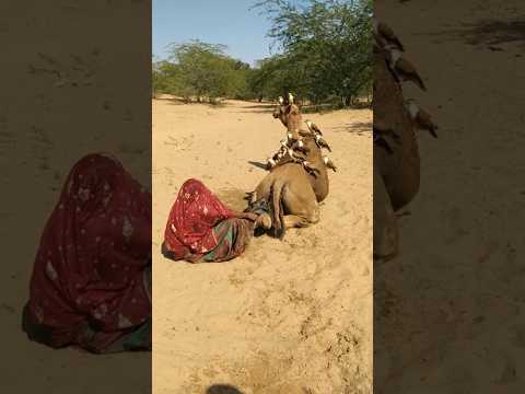 كانت الفتاة تحاول إزالة أكياس الماء العالقة خلف الجمل عندما جلست جميع الطيور فوق الجمل مع ا انظروا