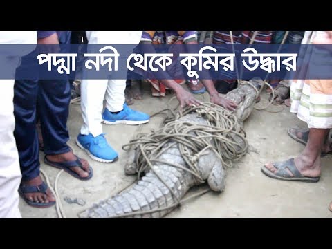 ভিডিও: কুমির সেতু