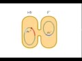 Bacterial Conjugation - Hfr, f prime and f plasmid - YouTube