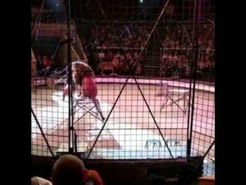 Краснодарский цирк львица напала на девочку. На девочку напал тигр в цирке. Лев напал на дрессировщика. В цирке лев напал на девочку. Львица в цирке напала на девочку.