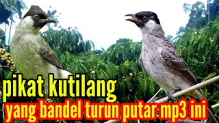 kutilang betina memanggil jantan, pikat kutilang yang bandel turun putar mp3 ini