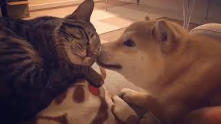 FUNNY DOG and CAT Videos Cats vs Dogs Compilation #9 by Dog - Puppies, Terrier, Poodle, Rottweiler, Pug 22 views 5 years ago 4 minutes, 33 seconds