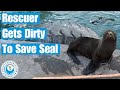 Rescuer gets dirty to save seal