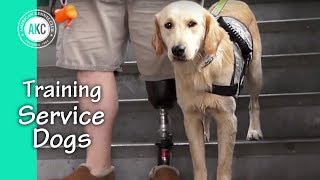 Service Dog Training Session