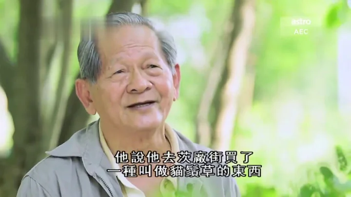 猫须草是救命草，原来猫须草还有这样的功效 - 天天要闻