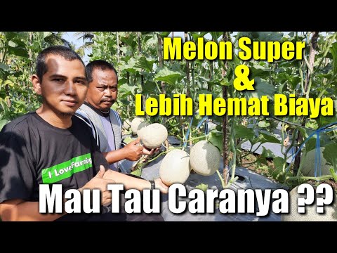 Video: Menanam Melon Di Luar Ruangan