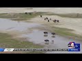 It's baby season for the bison at Antelope Island