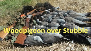 Shooting Woodpigeons over Stubble