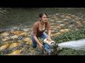 Fishing Ancient Fishing Techniques: hunting giant catfish, harvesting wild fish| LyThiDuyen.
