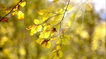 Reiki with Archangel Gabriel | Energy Healing