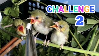 Download Lagu Challenge 2 : PROPER FOOD Mejiro Japanese White Eye Baby Birds What \u0026 How to Feed / Care #RichScenic MP3