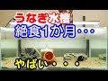 うなぎ絶食の結果・・・水槽メンテナンス【2018日淡水槽#40】