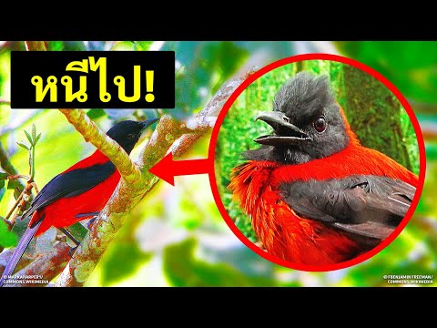 วีดีโอ: ทำไมนกจึงชื่อว่า Muscovy Tit