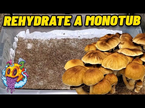 How To Rehydrate Your Monotub For More Flushes - Uncle Ben's Tek (My First Time)