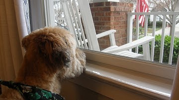 CLAWGUARD Window Sill Protector: Overview