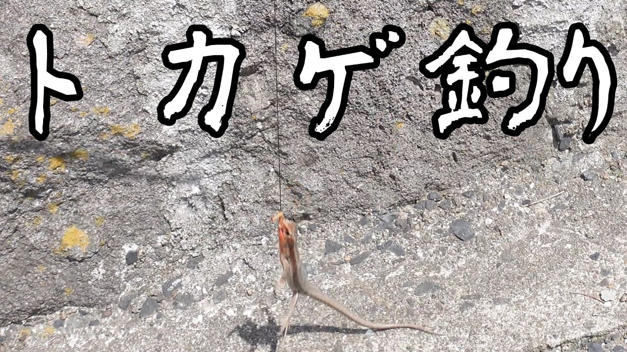 2023年トカゲ釣りのやり方
