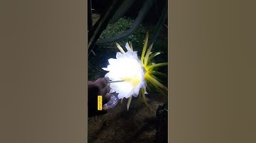 Thumbnail of dragon fruit hand pollination technique #dragonfruit #short