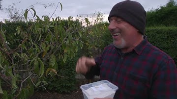 How to prevent leaf curl on peach and nectarine trees