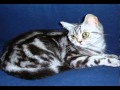 gatos brazilian shorthair の動画、YouTube動画。