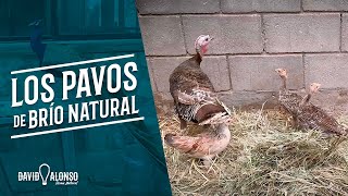 Los pavos de Brío Natural