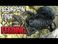 Scorpion Collection Tour + Feeding | Reptiliatus