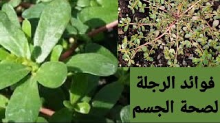 فوائد الرجلة الطبية للجسم، وتحضيرها بالطريقة المغربية التقليدية