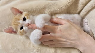 久しぶりにひとりっ子を堪能する子猫家族になる相手が決まりました 生後38日【ミドくん日記#30】Mido's Diary: 38th day after birth.