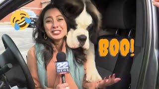 Funny Animal news bloopers 2020 compilation # 1