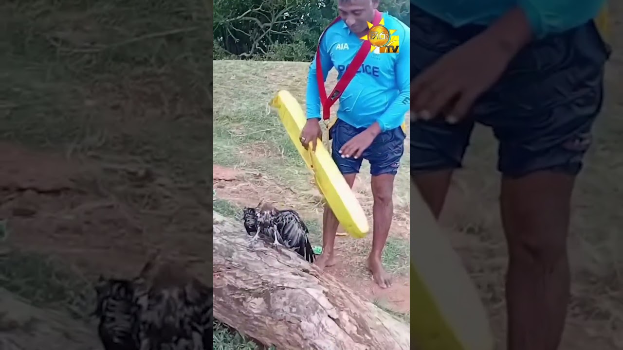 ජීවිතයයි මරණයයි අතර පොරබැදූ උකුස්සාට යළි ජීවය දුන්  පොලිස් ජීවිත ආරක්ෂකයා -  Hiru News