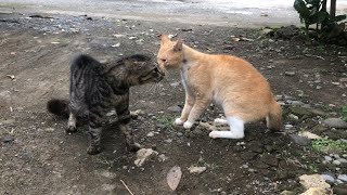 Suara Kucing Berantem Rebutan Makanan #kucing #cat by RINO PRIATAMA 26,765 views 1 month ago 5 minutes, 2 seconds