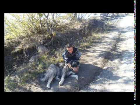 ომარი გვენცაძის ხსოვნას...