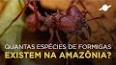 A Importância das Formigas na Ecologia ile ilgili video