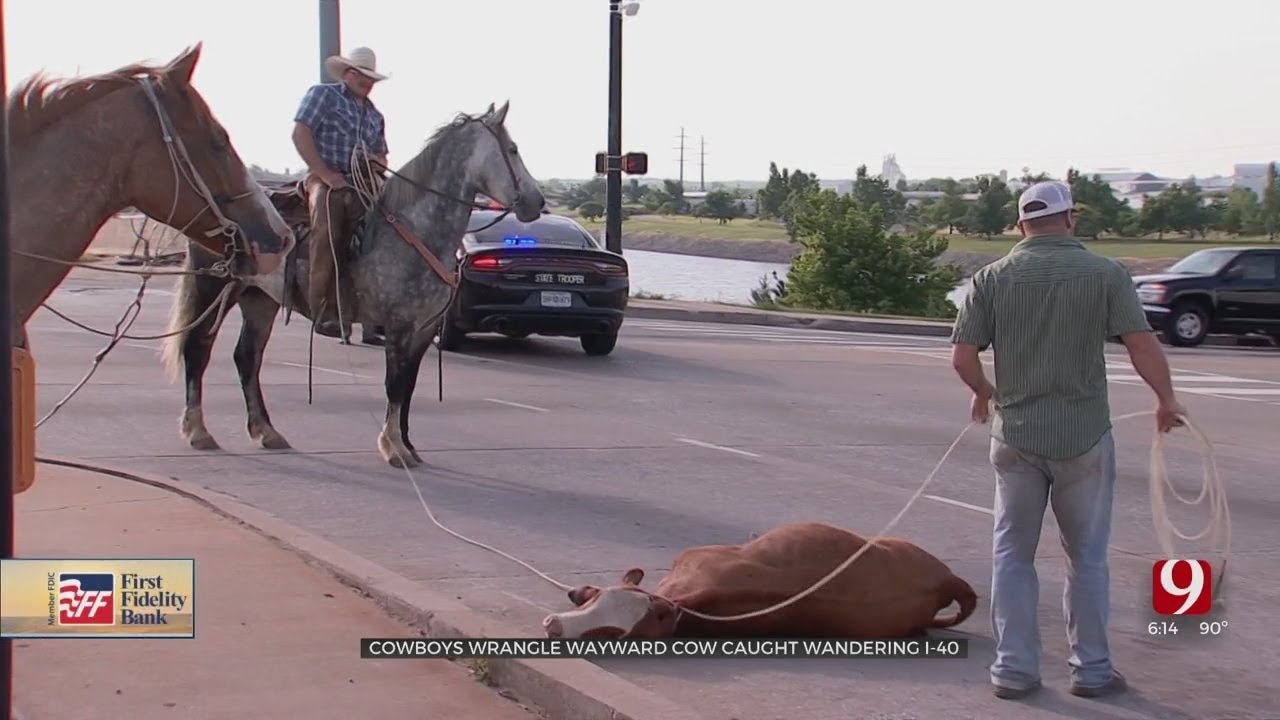 Wayward Cow On I-40 Wrangled By Heroic Cowboys - YouTube