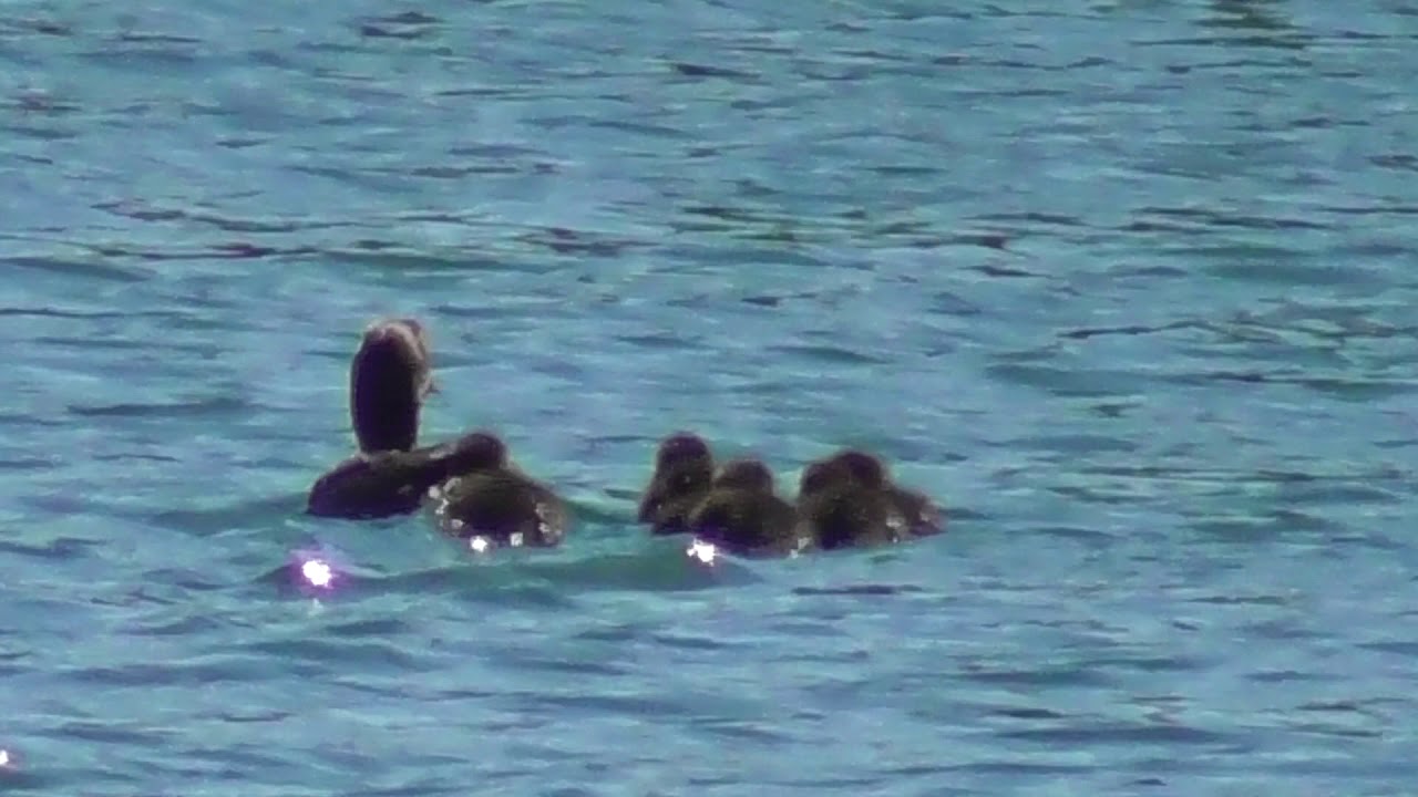 rain man Cute Chicks bobbing in the Water at Upton Warren Boating Lake