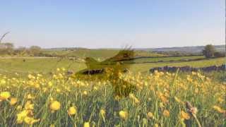 Ralph Vaughan Williams - The Lark Ascending