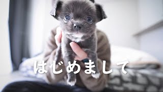 【衝撃的かわいさ】一人暮らし男が400gの子犬をお迎えしました