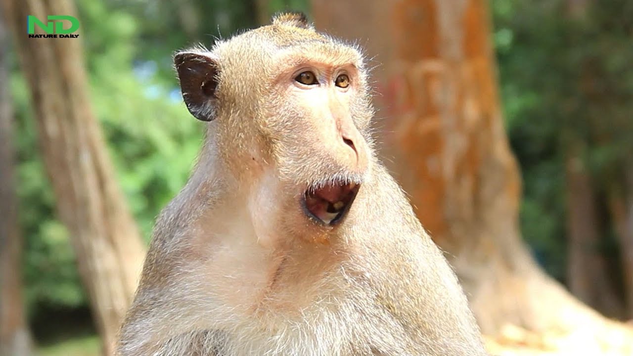  strong monkey  philip live with scaring YouTube