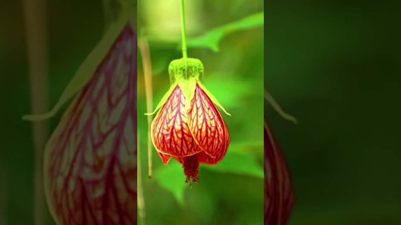 Beautiful Lantern Flower 